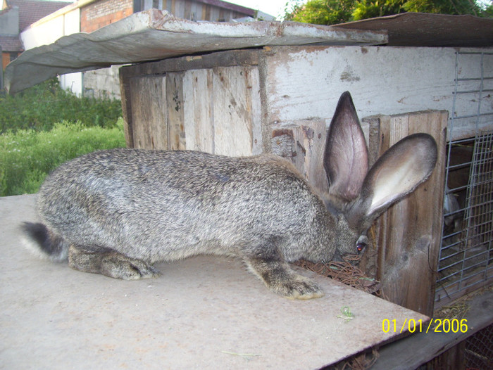 femela urias grifier - iepuri 1 mai 2011