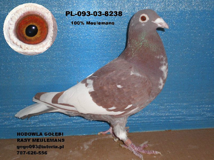 meulemans pigeons - meulemans karel -damen linda-arendonk-belgia