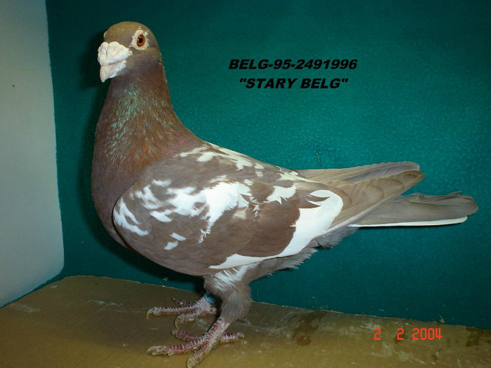 meulemans pigeons - meulemans karel -damen linda-arendonk-belgia