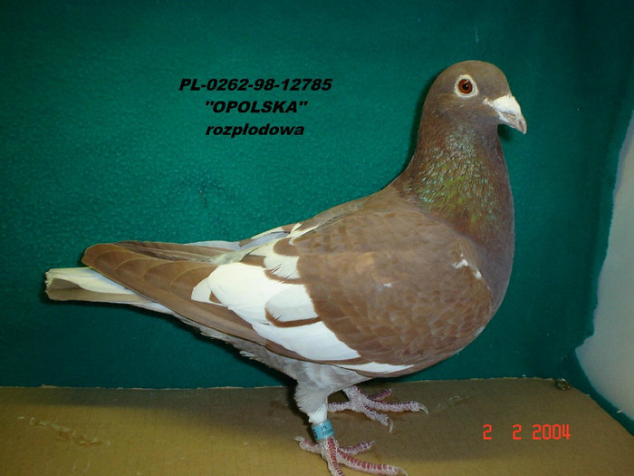 meulemans pigeons - meulemans karel -damen linda-arendonk-belgia