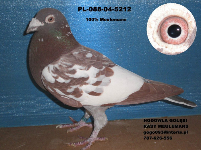 meulemans pigeons - meulemans karel -damen linda-arendonk-belgia