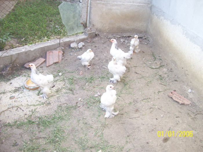 tot ei - gainile mele