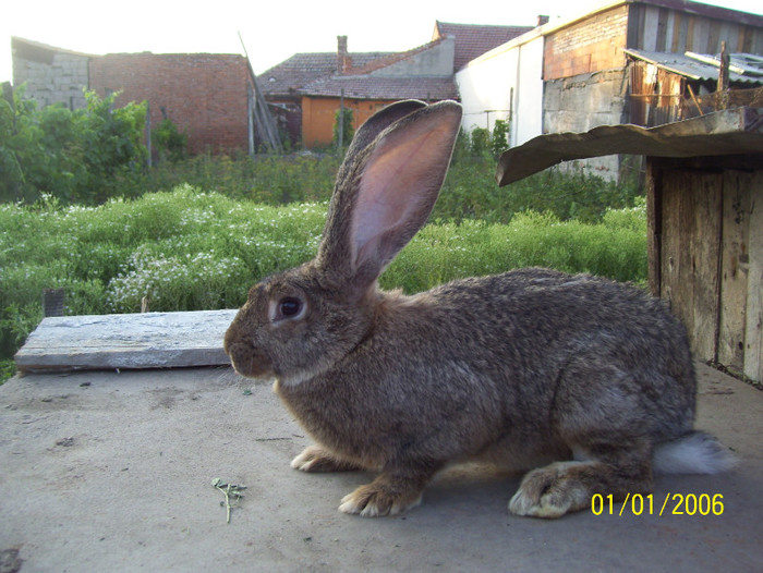 iaarsi ea - iepuri iulie 2011