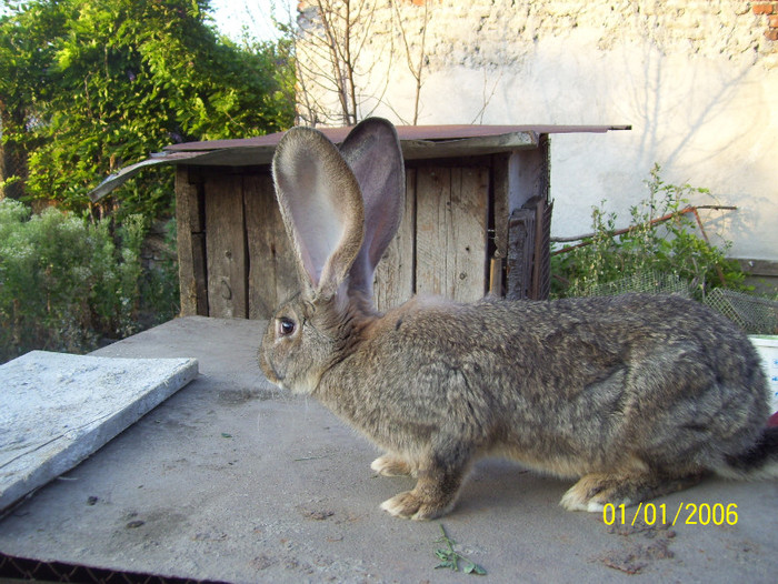 sora ei; are 4,200 kg,nuami ed o luna eset al mine a  fost data la cineva si am aduso inapoi,is revine incepe
