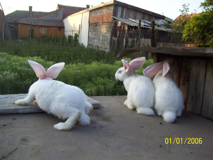 pui urias alb; au 2,800 kg la 2 luni urechi f bune peste 16 cm la 2 luni
