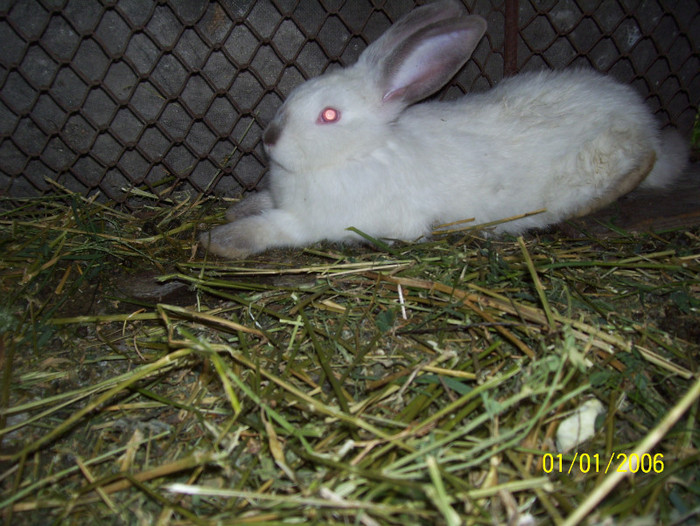 pui californian la 2  luni 1,8kg - iepuri iulie 2011