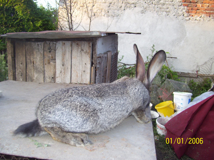 urias grifier - iepuri iulie 2011