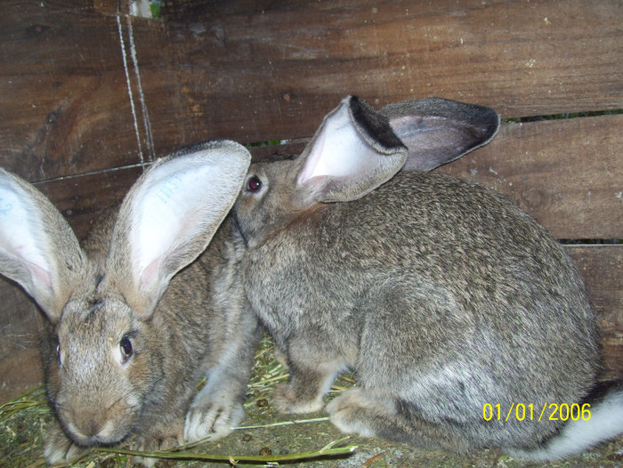 urias gri germna - iepuri iulie 2011