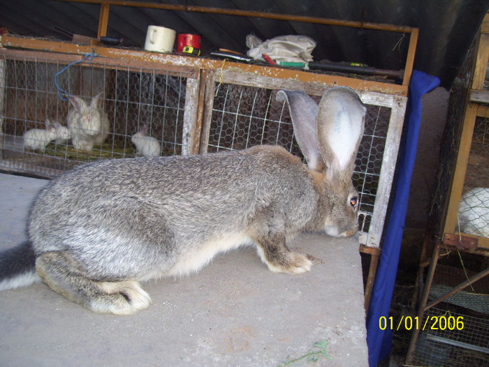 Picture 064 - iepuri iulie 2011