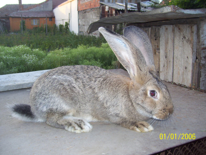 Picture 065 - iepuri iulie 2011