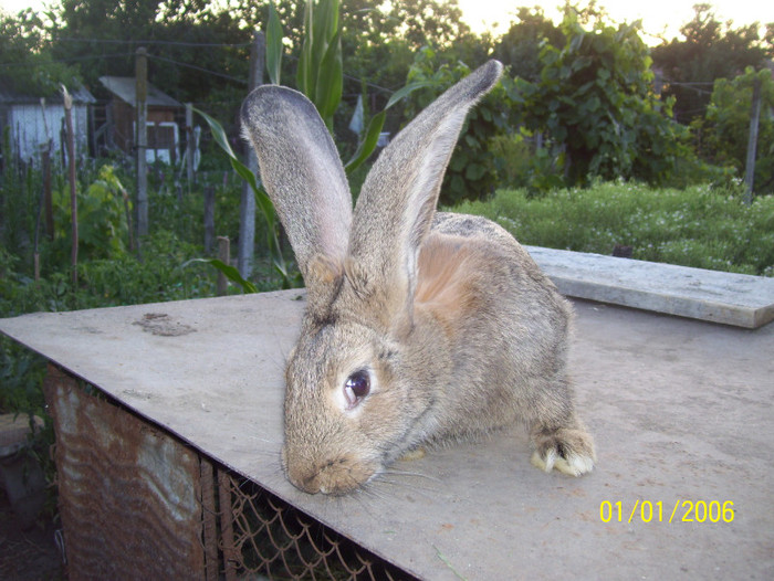 Picture 066 - iepuri iulie 2011