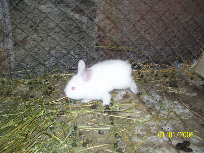Picture 071 - iepuri iulie 2011