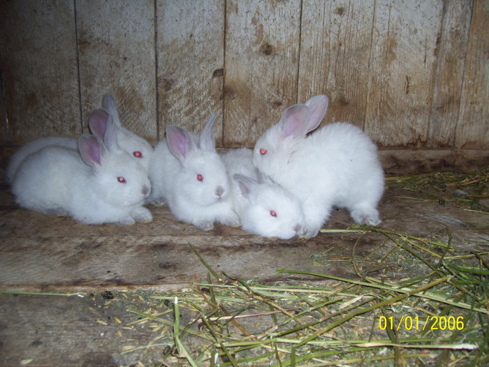Picture 073 - iepuri iulie 2011