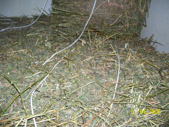 baloti lucerna - iepuri iulie 2011