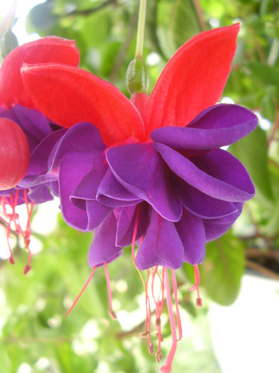  - fuchsia 2011