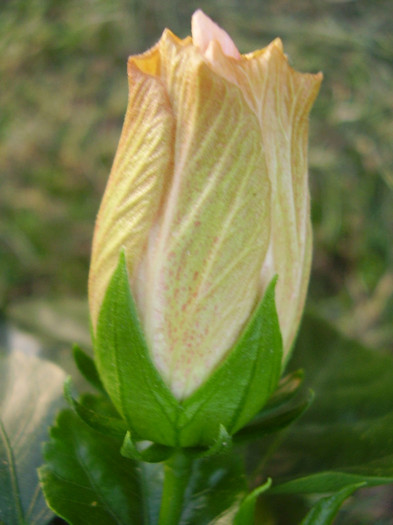  - hibiscus