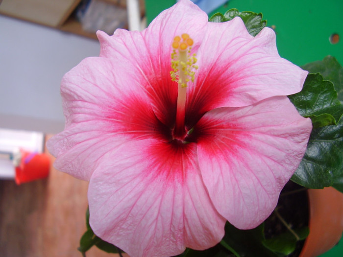  - hibiscus