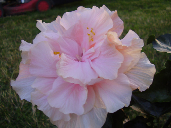  - hibiscus