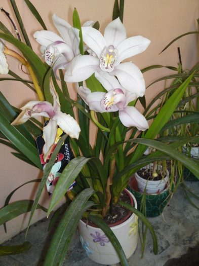 cymbidium 2010 - Cymbidium