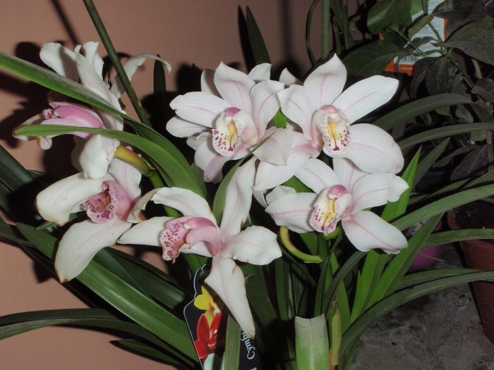 Cymbidium 2010 - Cymbidium