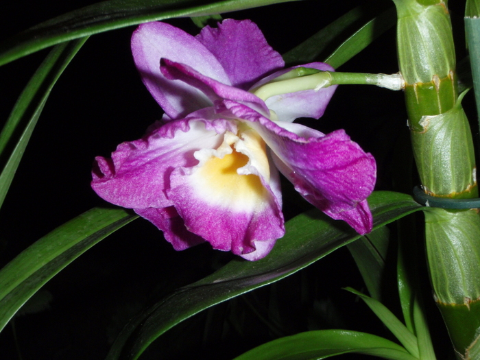 dendrobium nobilae iulie 2011