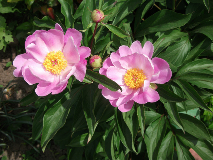 P. Lactiflora sp. - Flori - bujorii mei