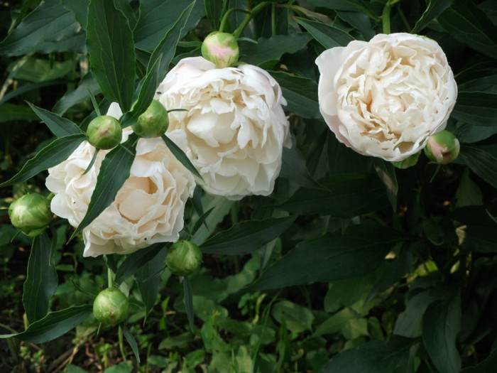 Gardenia - Flori - bujorii mei