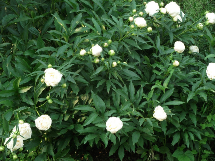 Gardenia - Flori - bujorii mei