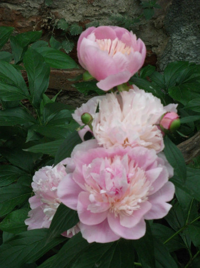 Sorbet + Bowl of Beauty - Flori - bujorii mei