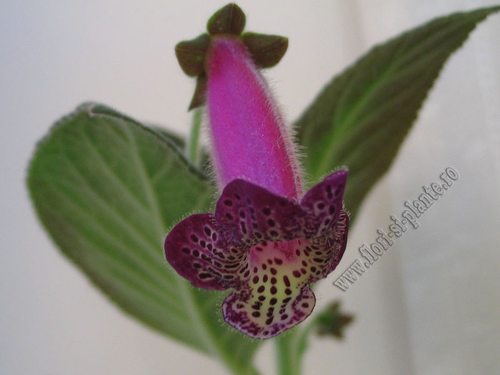 Kohleria An\'s Facial Tattoo 1