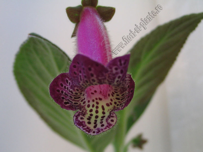 Kohleria An\'s Facial Tattoo 2
