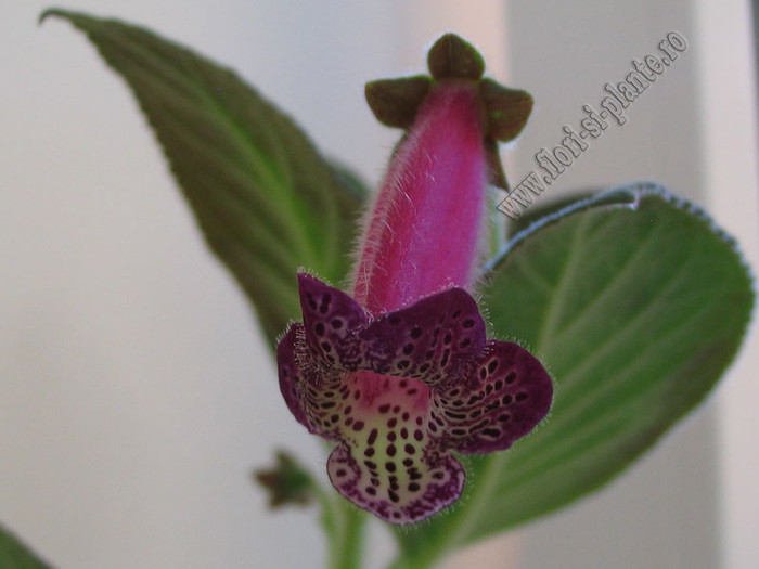 Kohleria An\'s Facial Tattoo 3