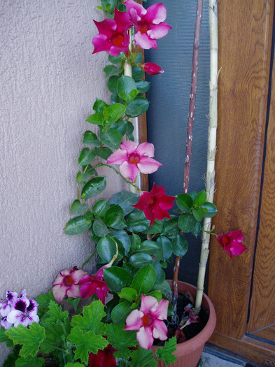 dipladenia - Flori Iulie - august 2011