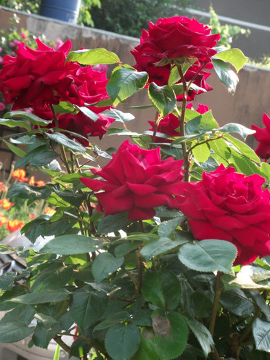 standard rose11 - Flori - trandafirii mei
