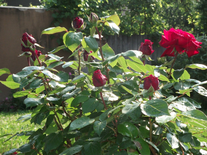 standard rose1 - Flori - trandafirii mei