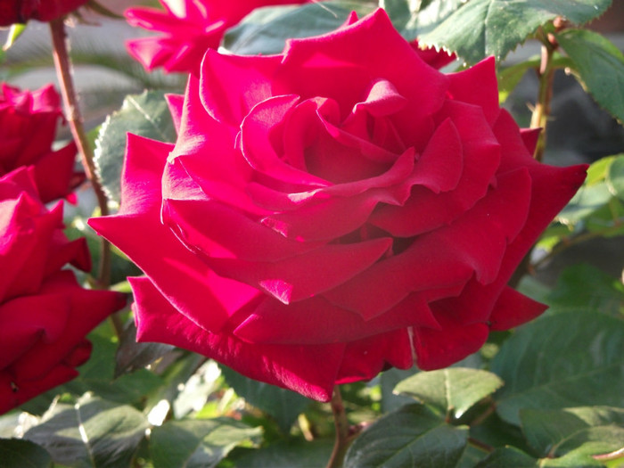 standard rose12 - Flori - trandafirii mei