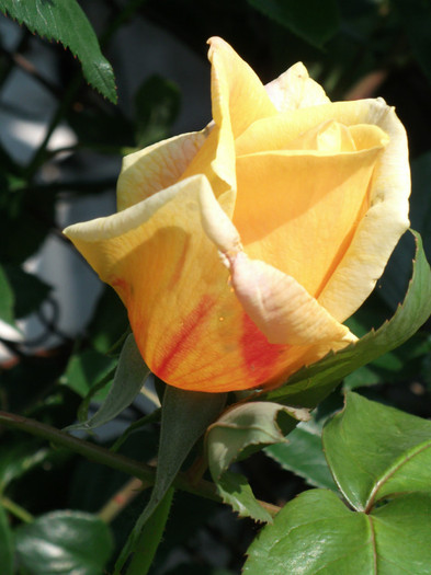 jun07 071 - Flori - trandafirii mei