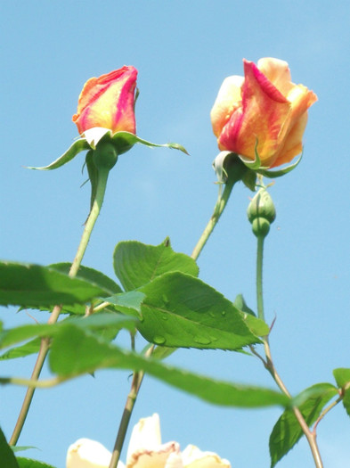 jun07 072 - Flori - trandafirii mei