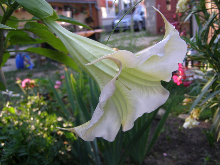P5246349