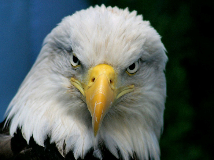 bald_eagle