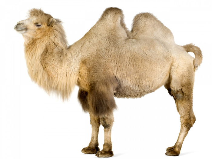 camel_looking_ahead - 000Deea-26 08 2000-Andreea