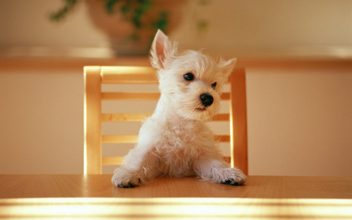 cute_dog_waiting