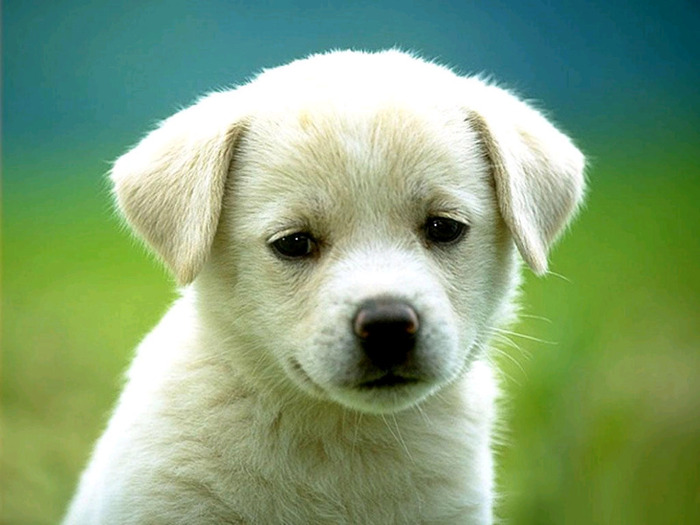 cute_white_puppy