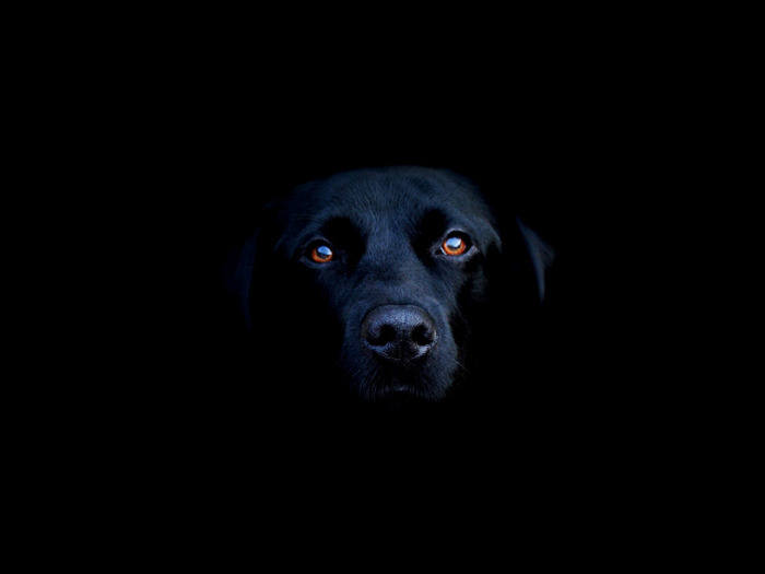 dog_blackness