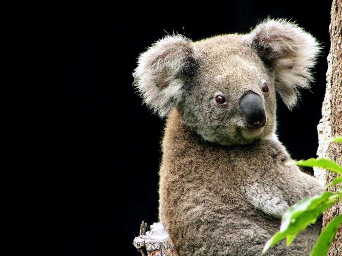 koala