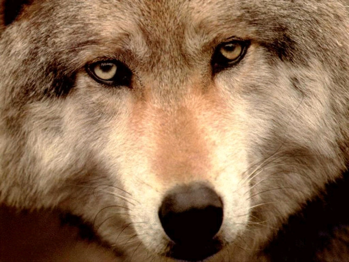 wolf_face