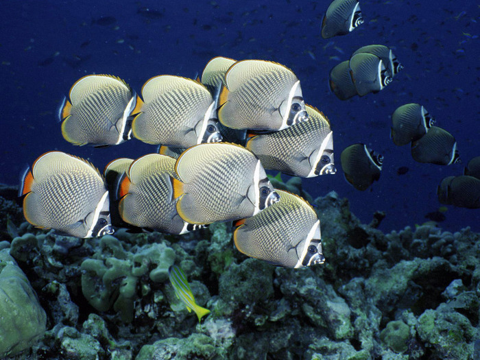 zebra_fishes