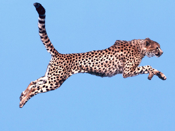 air_time_cheetah