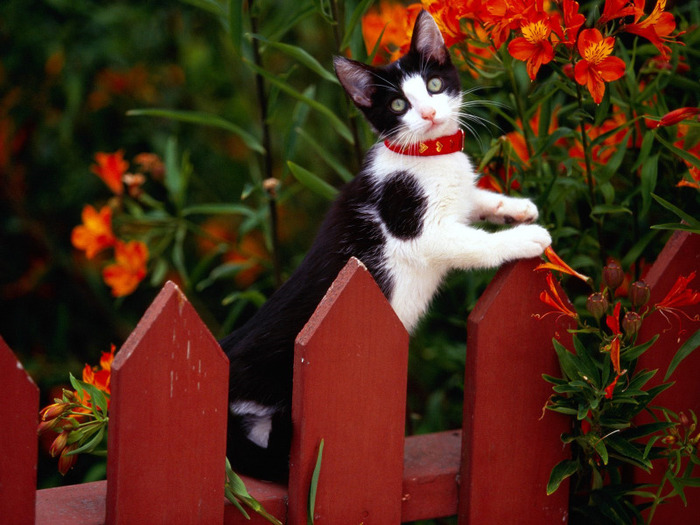 cat_on_garden