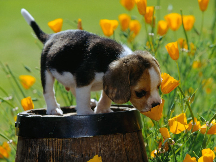 dog_and_flowers